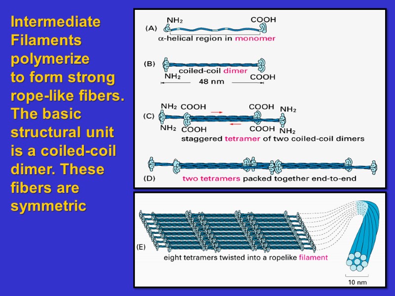 Intermediate Filaments polymerize to form strong rope-like fibers.  The basic  structural unit